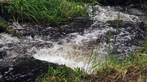 Frothy Forest Stream Stock Footage 310452057