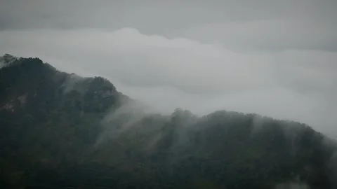 Frothy Torrent Streaming Down Bushy Mountainside in Liquid Motion Video stock 316863865