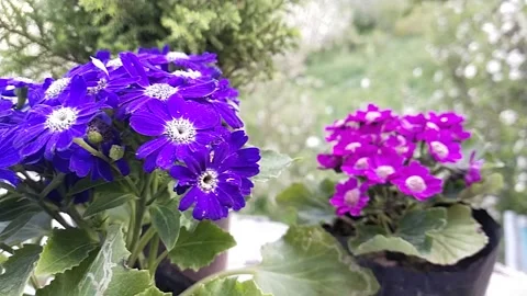 Frowers with mountains behind Stock Footage 238738610