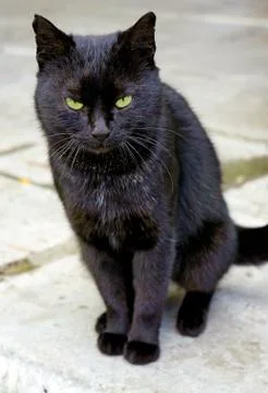 Frowning black cat closeup Stock-Fotos