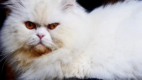 Frowning cat Stock Footage 99296614