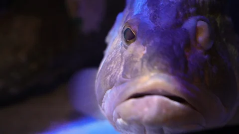 Frowning fish close up in an aquarium Stock Footage 129387007