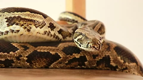 Froze before the attack Stock Footage 139522387