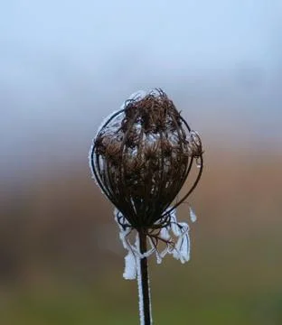 Frozed plant Stock Photos