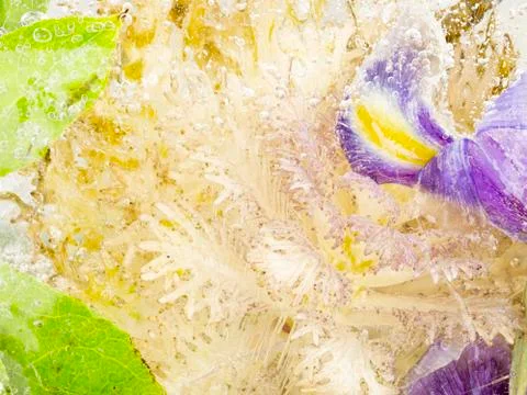 Frozen abstraction with decorative cabbage Stock Photos