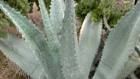Frozen Agave - Cedar Branches Video stock 148566962