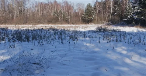 A frozen and covered with a thick layer of snow forest pond. Video stock 329442948