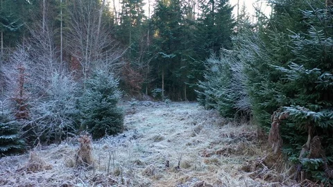 Frozen and icy trees in dreamy forest Video stock 122879322