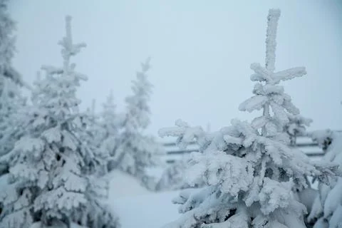 Frozen and snow covered group of fir trees in mist of Polar Christmas night Stock Photos