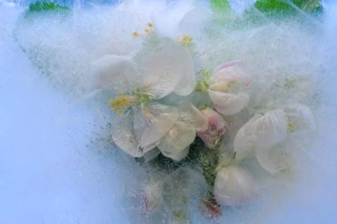 Frozen   apple flower Stock Photos