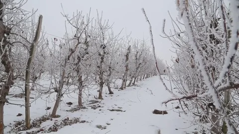Frozen apple orchard trees covered with snow, winter scenery Vídeo Stock 71926574