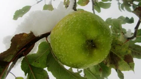 Frozen apple Stock Photos