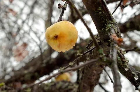 Frozen Apple Stockfoto's