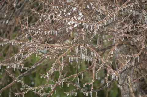 Frozen apple tree branches with icicles background Stock Photos