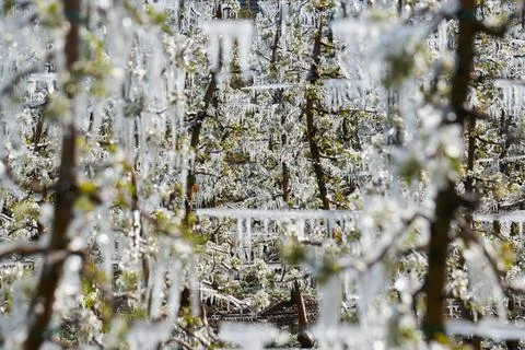 Frozen Apple Trees in Spring after Irrigation during freezing night Stock Photos