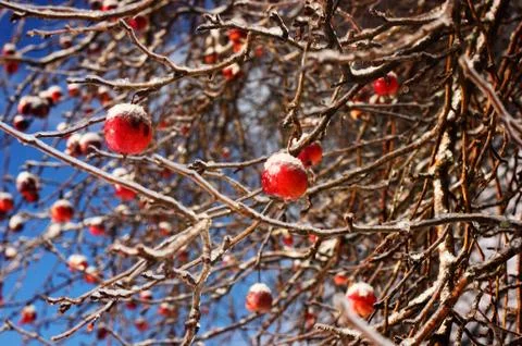 Frozen Apples on Tree 스톡 사진