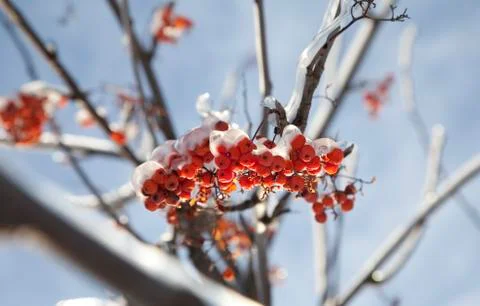 Frozen ashberry Foto stock