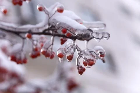 Frozen ashberry Foto stock