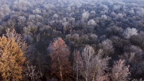 Frozen Autumn Forest From Above Stock Footage 168956920