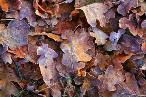 Frozen autumn leafs Stock Photos