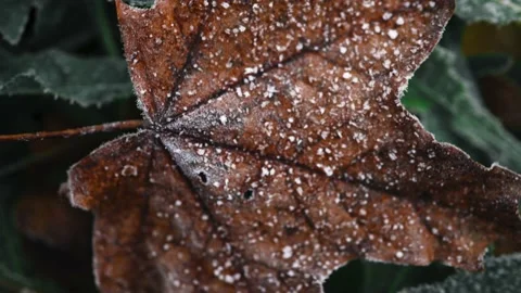 Frozen autumn maple leaf covered with ice and frost close-up Stock Footage 163696332