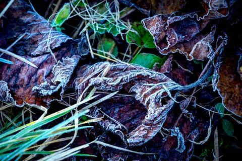 Frozen autunm leafs Stock Photos