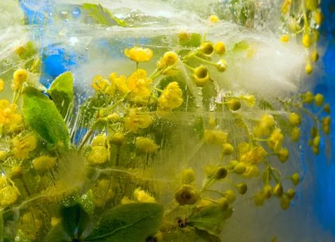 Frozen     barbery flower Stock Photos