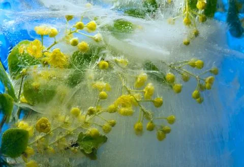 Frozen     barbery flower Foto stock
