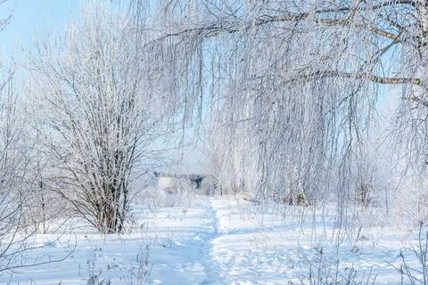 Frozen bare tree branches hang down in wild snowy site Stock Photos