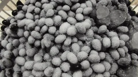 Frozen beans Stock Photos