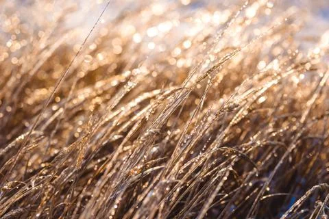 Frozen beautiful plants covered with icicles in sunlight. Winter background Stock Photos