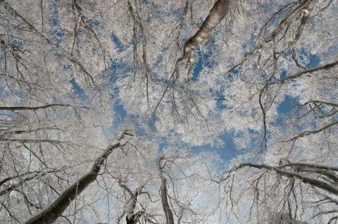 Frozen Beech forest in the winter Foto stock