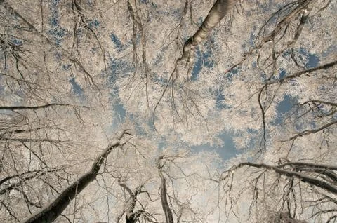 Frozen Beech forest in the winter Stock Photos