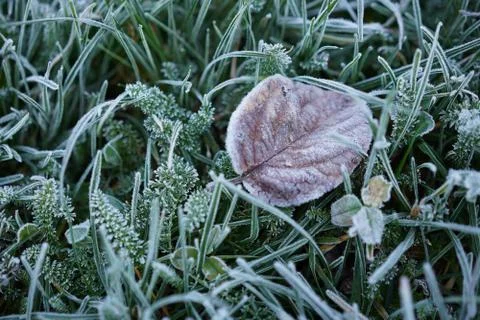 Frozen beech leaf in dark green meadow with selective focus. Stock Photos