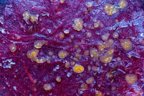 Frozen beet root surface with ice crystals and frost patterns in winter Stock Photos