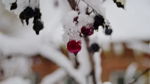 Frozen berries covered in snow, close-up. Winter nature and frost concept Stock Footage 267274337