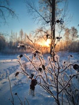 Frozen berries in the forest Stock Photos