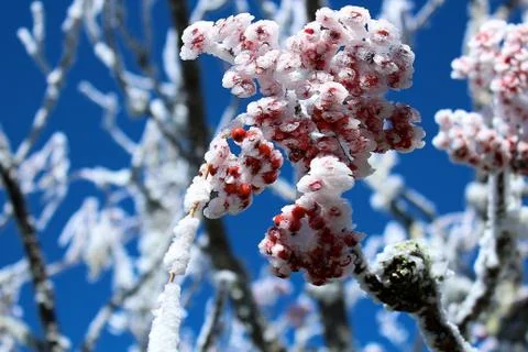 Frozen Berries Stock Photos