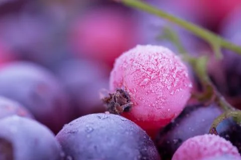 Frozen berries Stock Photos
