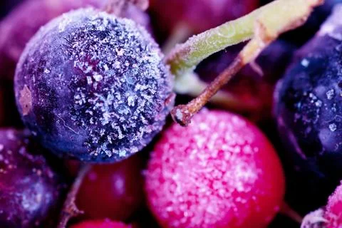 Frozen berries Stock Photos