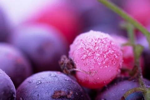 Frozen berries Stock Photos