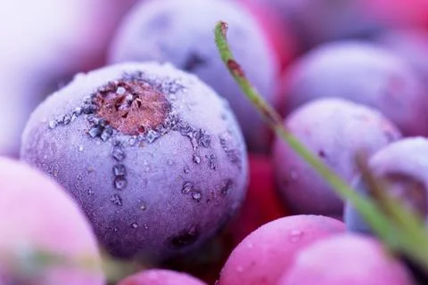 Frozen berries Stock Photos