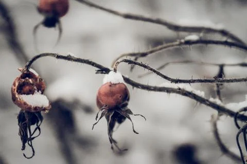 Frozen berries Stock Photos