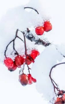 Frozen berries Stock Photos