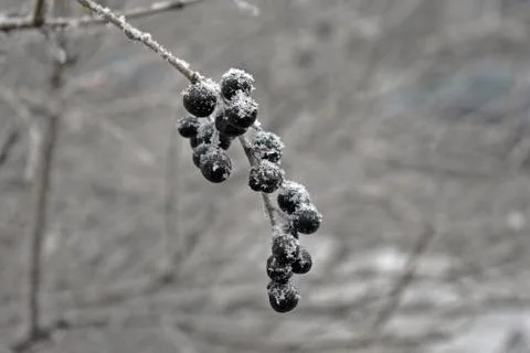 Frozen berries Stock Photos
