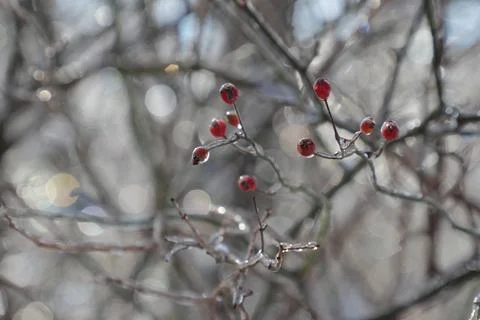 Frozen berries Stock Photos