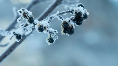 Frozen Berries In Snow Stock Footage 58149246