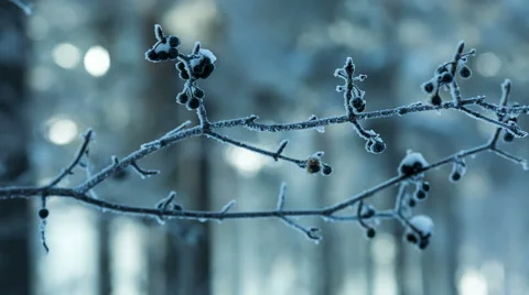 Frozen Berries In Snow Stock Footage 58149311