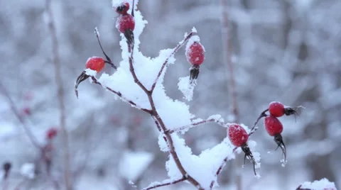 Frozen berries under snow. St. Petersburg. Russia Stock-Footage 34378624