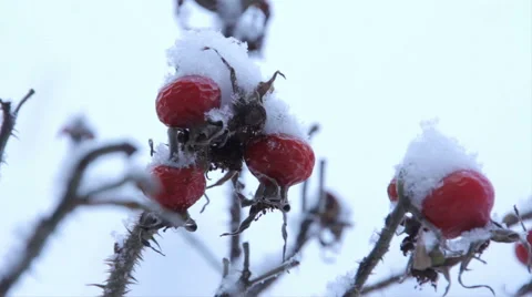 Frozen berries under snow. St. Petersburg. Russia Stock-Footage 45422814